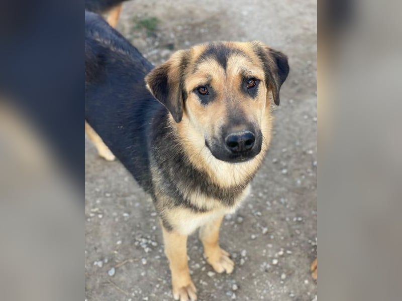 Elphaba, geb. ca. 07/2025, lebt in GRIECHENLAND, im städt. Tierheim Serres