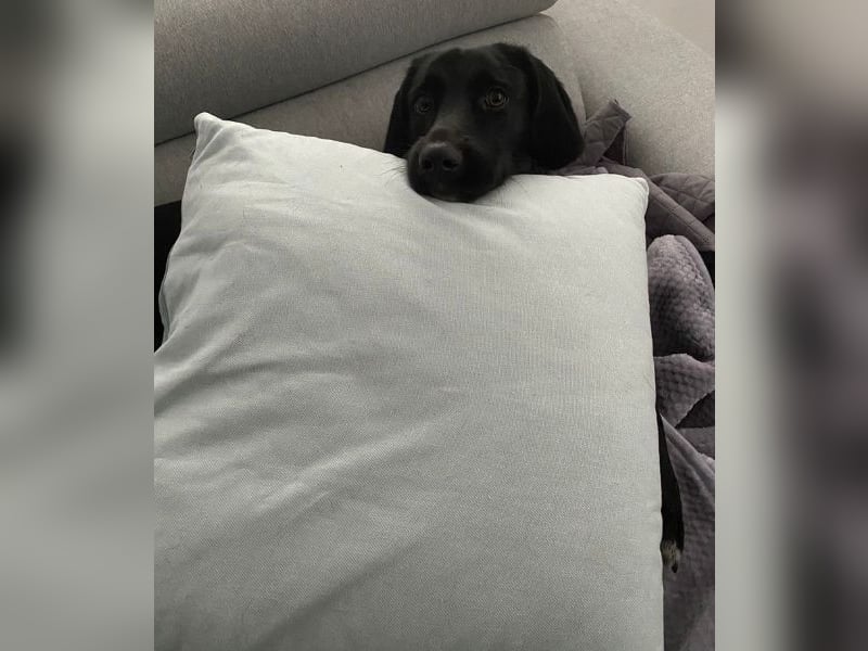 Emrys, geb. ca. 10/2020, lebt in GRIECHENLAND, auf einer privaten Pflegestelle