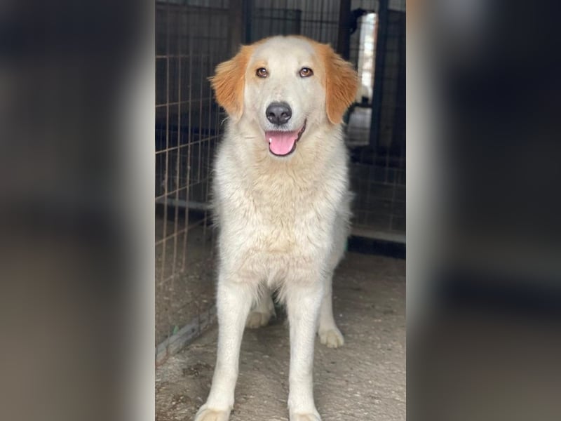 Tobby, geb. ca. 11/2022, lebt in GRIECHENLAND, im städt. Tierheim Serres