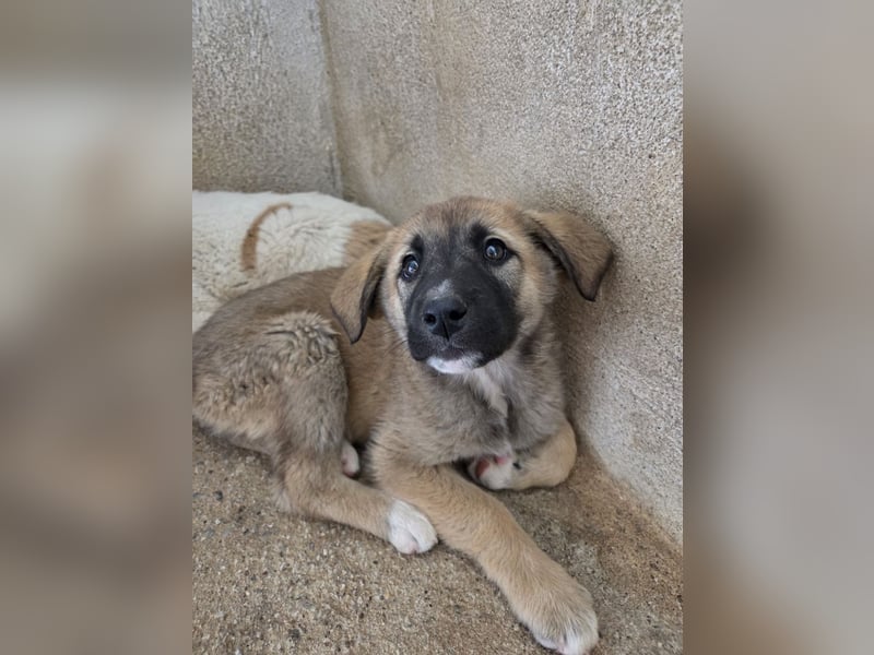 Amber, geb. ca. 02/2026, lebt in GRIECHENLAND, im städt. Tierheim Serres