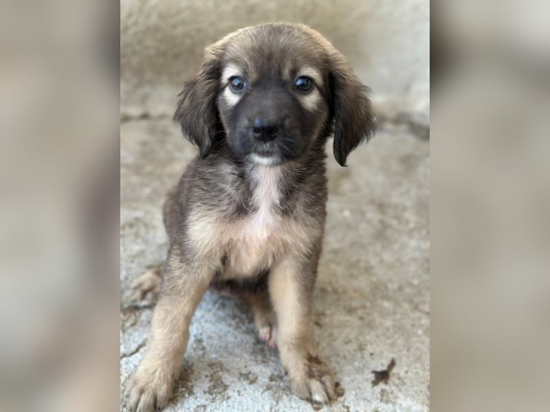 Harissa, geb. ca. 05/2026, lebt in GRIECHENLAND, im städt. Tierheim Serres