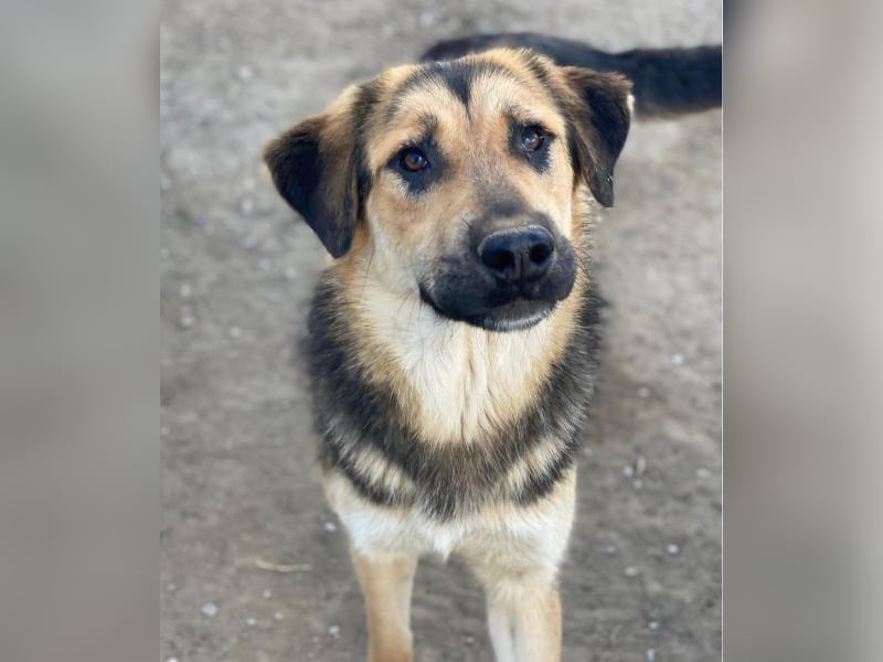 Elphaba, geb. ca. 07/2025, lebt in GRIECHENLAND, im städt. Tierheim Serres