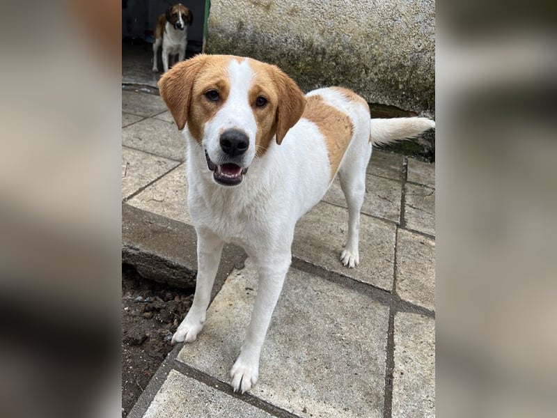 Laola, geb. ca. 05/2024, lebt in GRIECHENLAND, auf einem Gelände, wird notdürftig versorgt