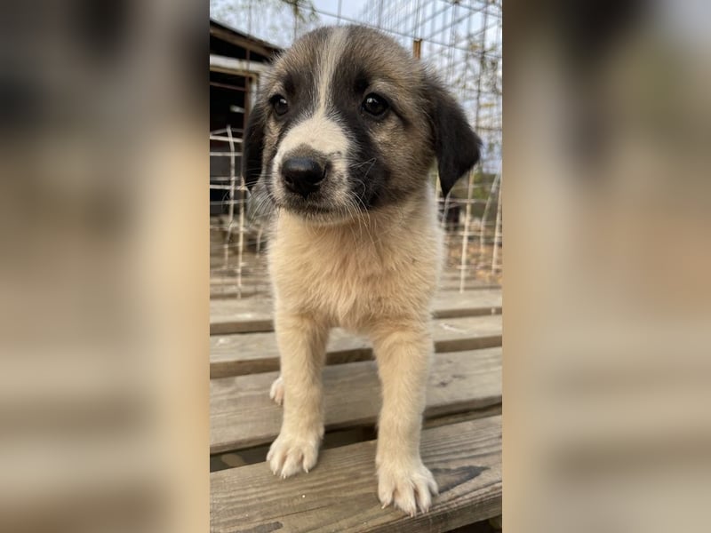 Grace, geb. ca. 08/2022, lebt in GRIECHENLAND, auf einer privaten Pflegestelle