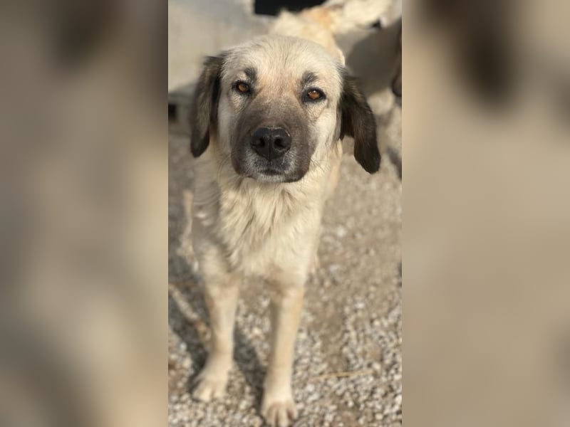 Frea, geb. ca. 02/2021, lebt in GRIECHENLAND, im städt. Tierheim Serres