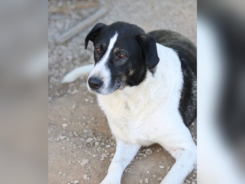 Ancho, geb. ca. 10/2021, lebt in GRIECHENLAND, im städt. Tierheim Serres