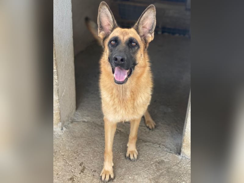 Wilma, geb. ca. 04/2021, lebt in GRIECHENLAND, im städt. Tierheim Serres