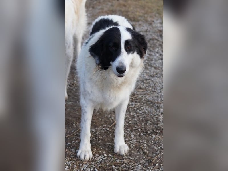 Maella, geb. ca. 02/2020, lebt in GRIECHENLAND, im städt. Tierheim Serres