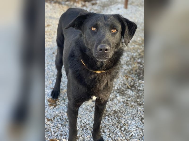 Dakar, geb. ca. 01/2019, lebt in GRIECHENLAND, im städt. Tierheim Serres