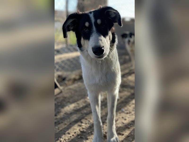 Vivia, geb. ca. 03/2023, lebt in GRIECHENLAND, im städt. Tierheim Serres