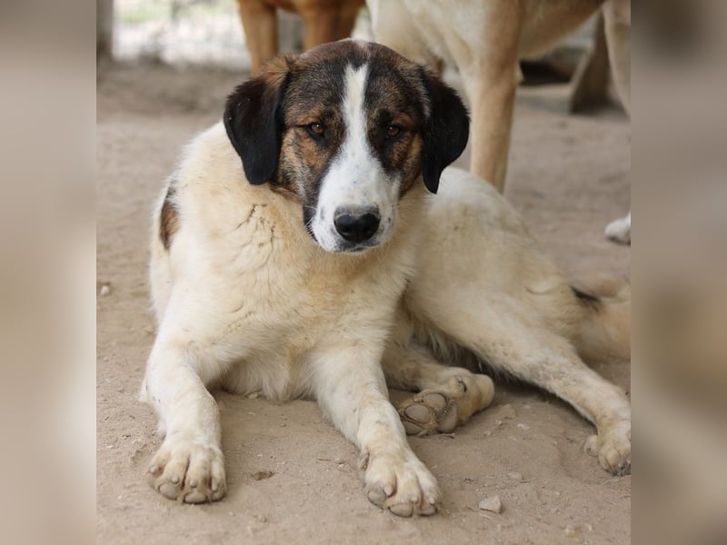 Pitt, geb. ca. 05/2021, lebt in GRIECHENLAND, im städt. Tierheim Serres