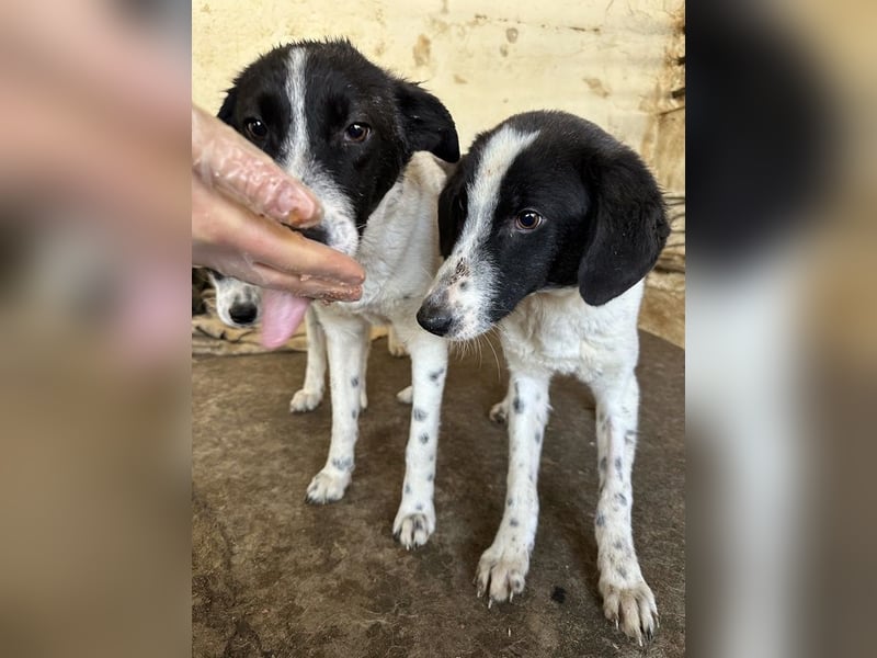 Amora, geb. ca. 03/2024, lebt in GRIECHENLAND, auf einer privaten Pflegestelle