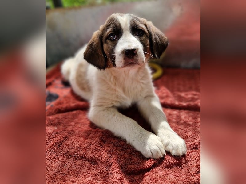 Willa, geb. ca. 01/2024, lebt in GRIECHENLAND, auf einer privaten Pflegestelle