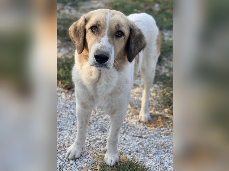 Clementini, geb. ca. 03/2019, lebt in GRIECHENLAND, im städt. Tierheim Serres