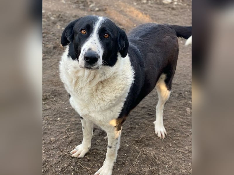 Franka, geb. ca. 06/2019, lebt in GRIECHENLAND, im städt. Tierheim Serres