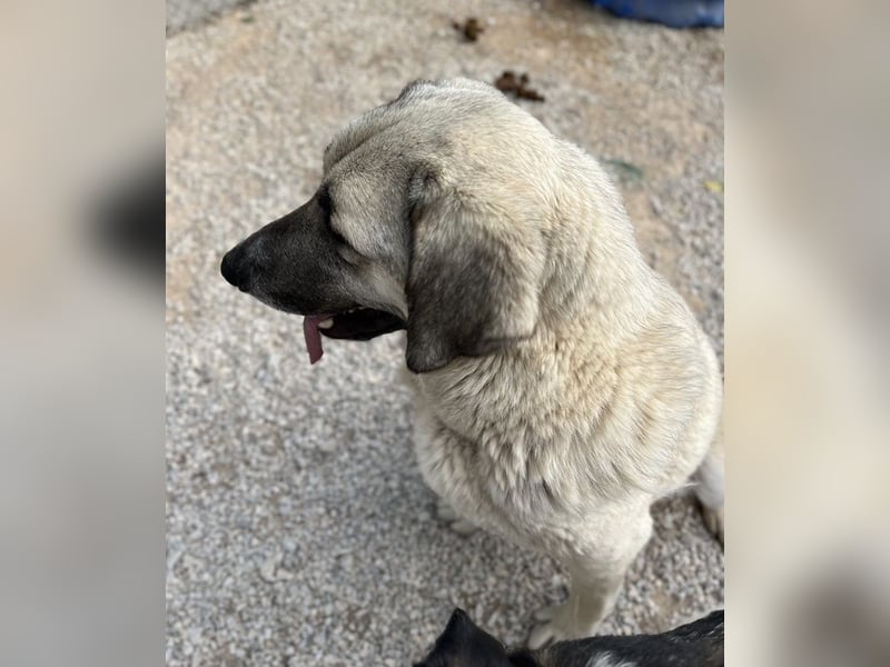 Little Pumpkin, geb. ca. 11/2021, lebt in GRIECHENLAND, im städt. Tierheim Serres