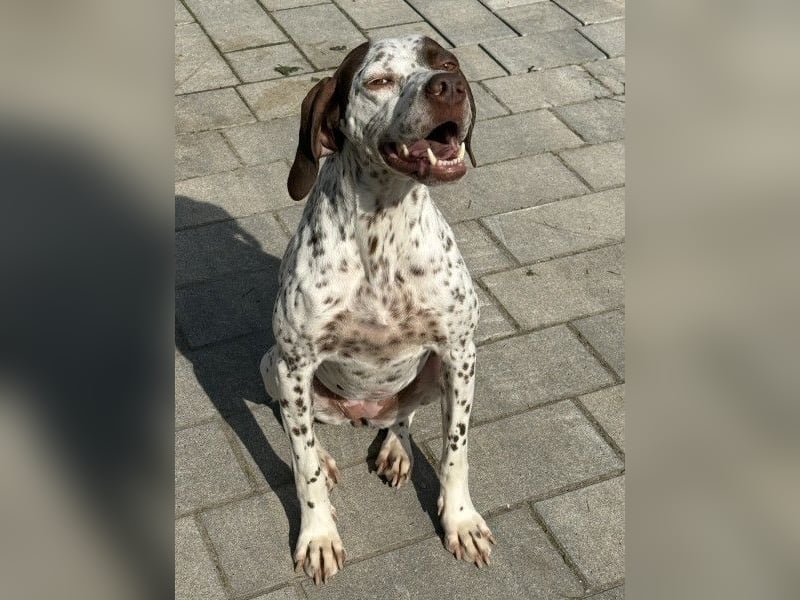 Acira, geb. ca. 04/2023, lebt auf einer Pflegestelle in 67735 Mehlbach