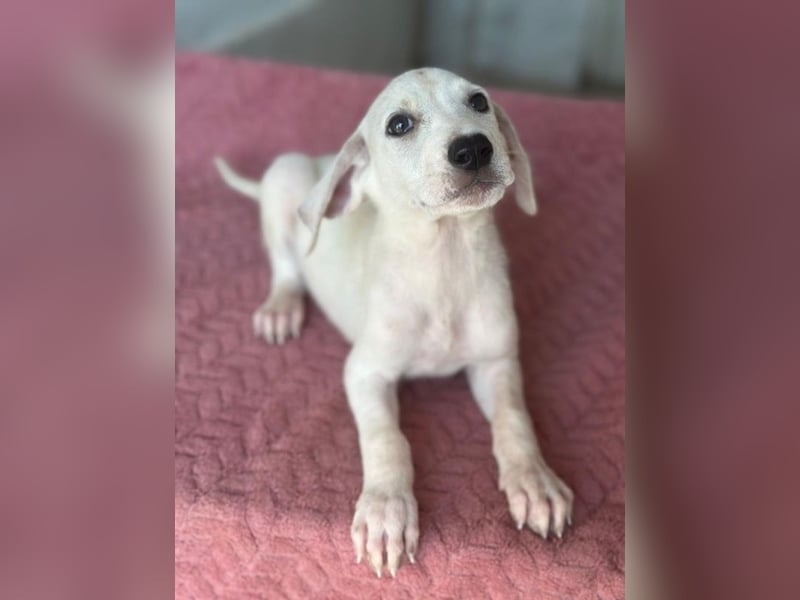 Lily, geb. ca. 05/2026, lebt in GRIECHENLAND, im städt. Tierheim Serres