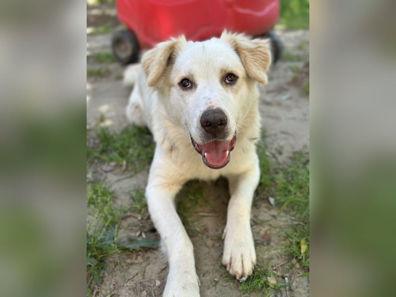 Malu, geb. ca. 07/2024, lebt in GRIECHENLAND, auf einer privaten Pflegestelle