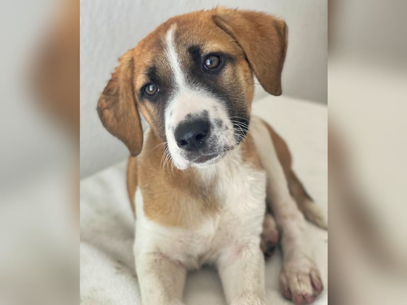 Juno, geb. 03/2025, lebt in GRIECHENLAND, im städt. Tierheim Serres