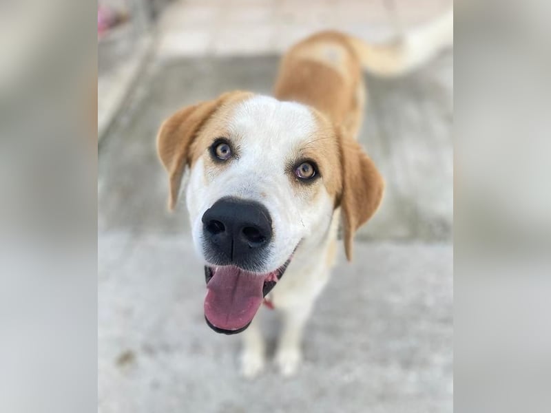 Nikki, geb. ca. 06/2022, lebt in GRIECHENLAND, im städt. Tierheim Serres