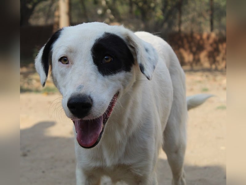 Kiba, geb. ca. 06/2023, lebt in GRIECHENLAND, auf einer privaten Pflegestelle