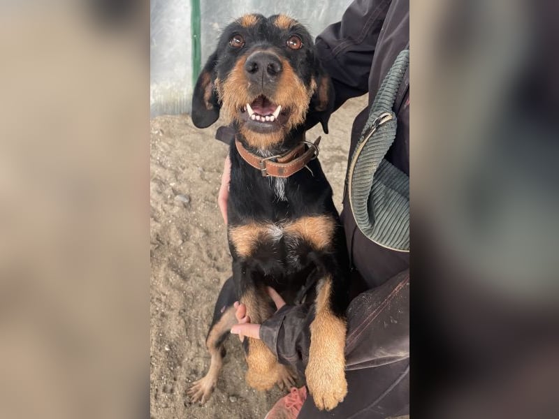 Leonarda, geb. ca. 02/2024, lebt in GRIECHENLAND, auf einer privaten Pflegestelle