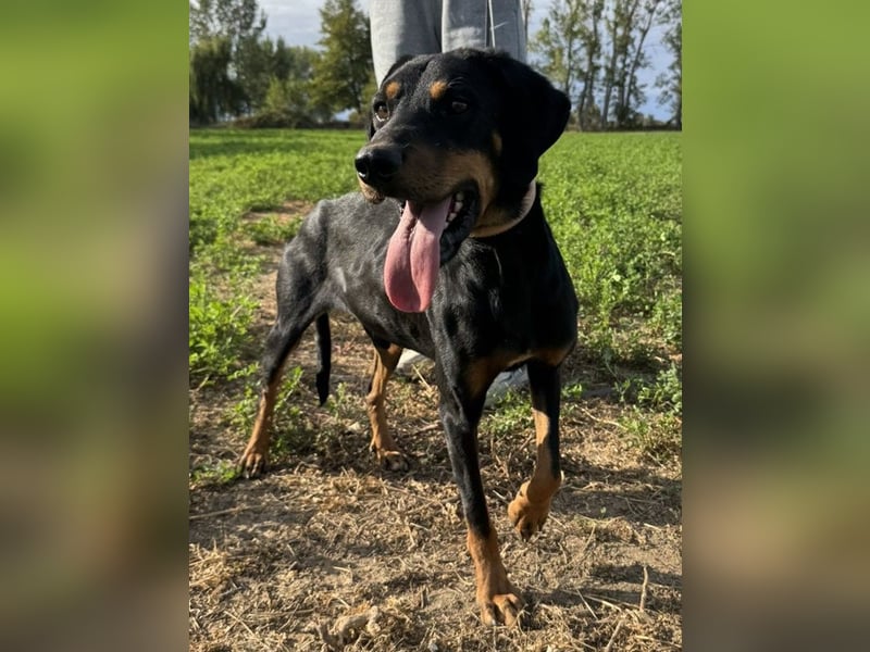 Zwölf, geb. ca. 10/2021, lebt in GRIECHENLAND, auf einer privaten Pflegestelle