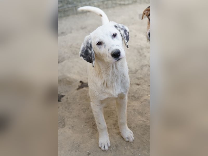 Riesling, geb. ca. 08/2025, lebt in GRIECHENLAND, auf einer privaten Pflegestelle