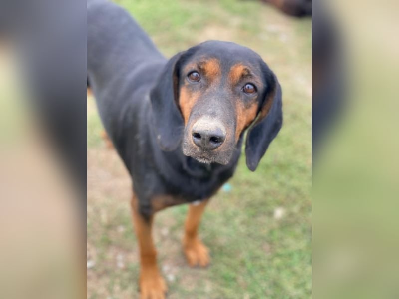 Priska, geb. ca. 08/2021, lebt in GRIECHENLAND, im städt. Tierheim Serres