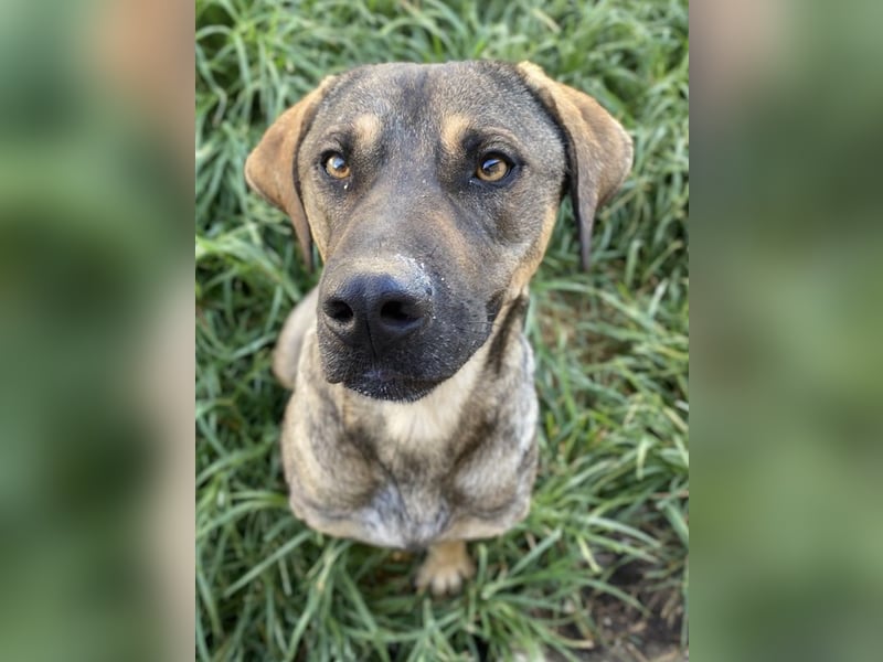 Waldo, geb. ca. 06/2022, lebt in GRIECHENLAND, im städt. Tierheim Serres