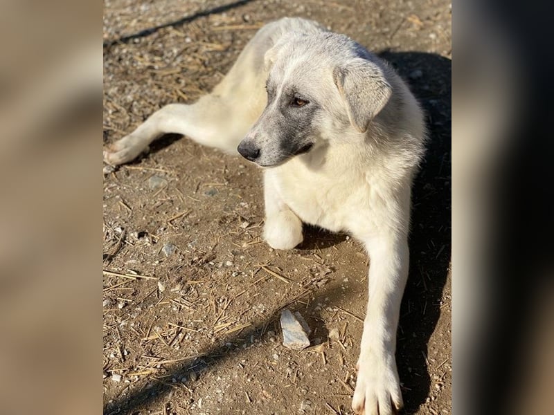 Charlina, geb. ca. 04/2021, lebt in GRIECHENLAND, im städt. Tierheim Serres