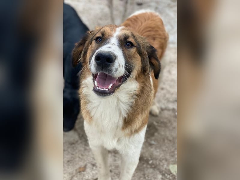 Barkley, geb. ca. 10/2024, lebt in GRIECHENLAND, auf einer privaten Pflegestelle