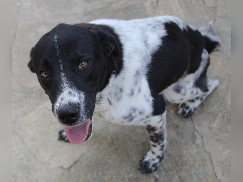 Kimisi, geb. ca. 03/2024, lebt in GRIECHENLAND, auf einer privaten Pflegestelle