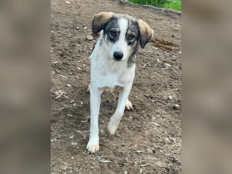 Kora, geb. ca. 05/2024, lebt in GRIECHENLAND, auf einer privaten Pflegestelle