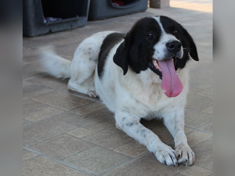 Mariel, geb. ca. 08/2016 , lebt in GRIECHENLAND, bei Kassiani in Serres