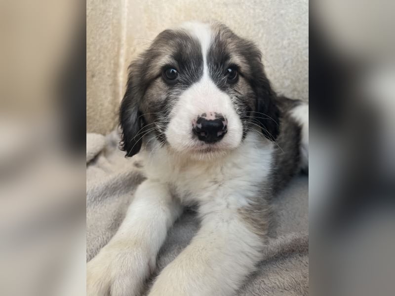 Malor, geb. ca. 09/2025, lebt in GRIECHENLAND, im städt. Tierheim Serres