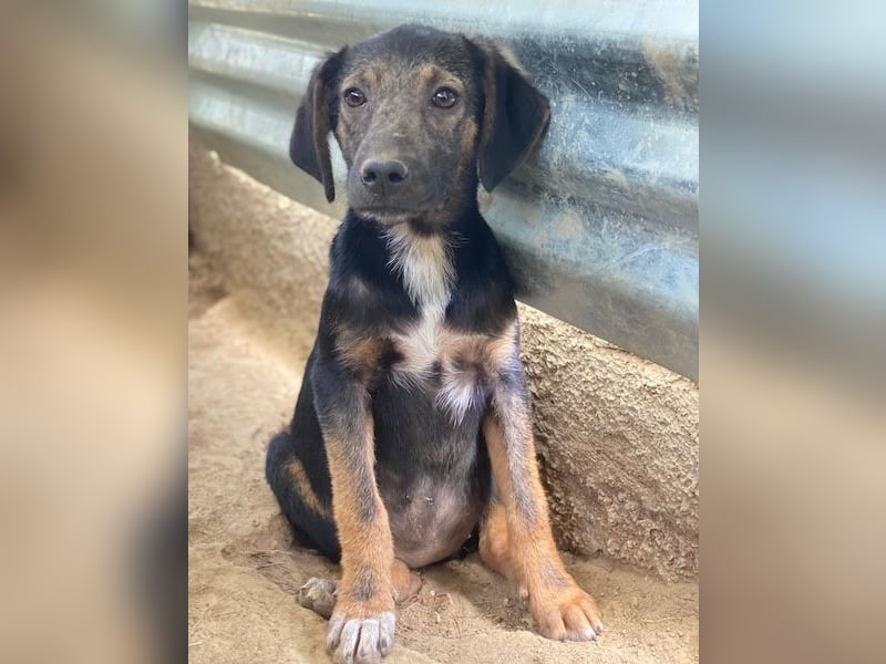 Miranda, geb. ca. 01/2026, lebt in GRIECHENLAND, auf einer privaten Pflegestelle