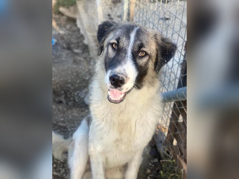 Joel, geb. ca. 01/2023, lebt in GRIECHENLAND, im städt. Tierheim Serres