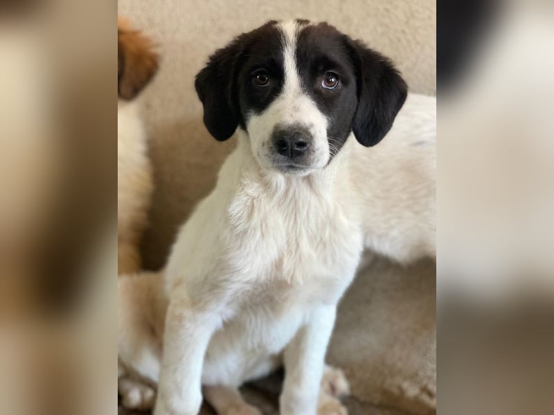 Zenzi, geb. ca. 01/2025, lebt in GRIECHENLAND, im städt. Tierheim Serres