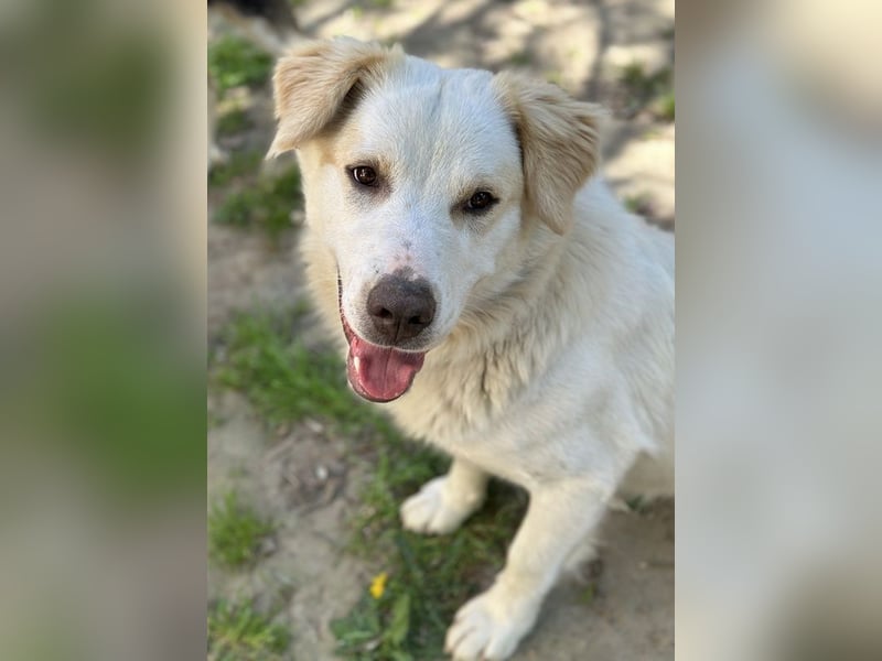 Malu, geb. ca. 07/2024, lebt in GRIECHENLAND, auf einer privaten Pflegestelle