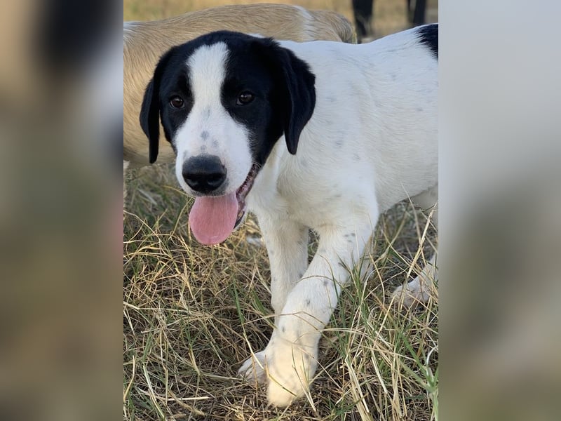 Rico, geb. ca. 05/2022, lebt in GRIECHENLAND, auf einer privaten Pflegestelle