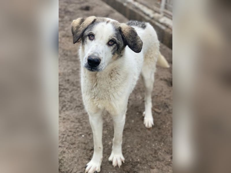 Aron, geb. ca. 02/2024, lebt in GRIECHENLAND, im städt. Tierheim Serres