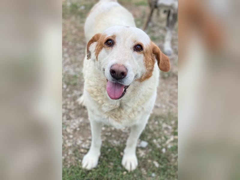 Lucero, geb. ca. 04/2016, lebt in GRIECHENLAND, im städt. Tierheim Serres