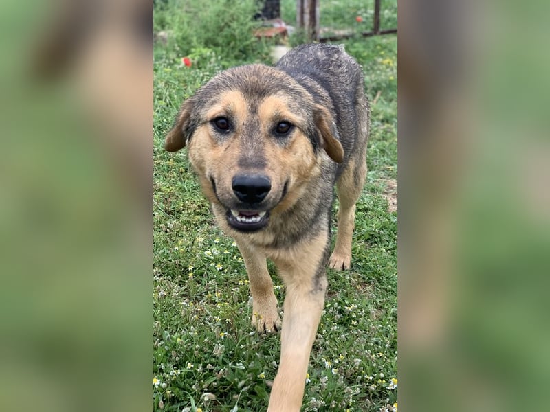 Bruno, geb. ca. 05/2020, lebt in GRIECHENLAND, auf einer privaten Pflegestelle