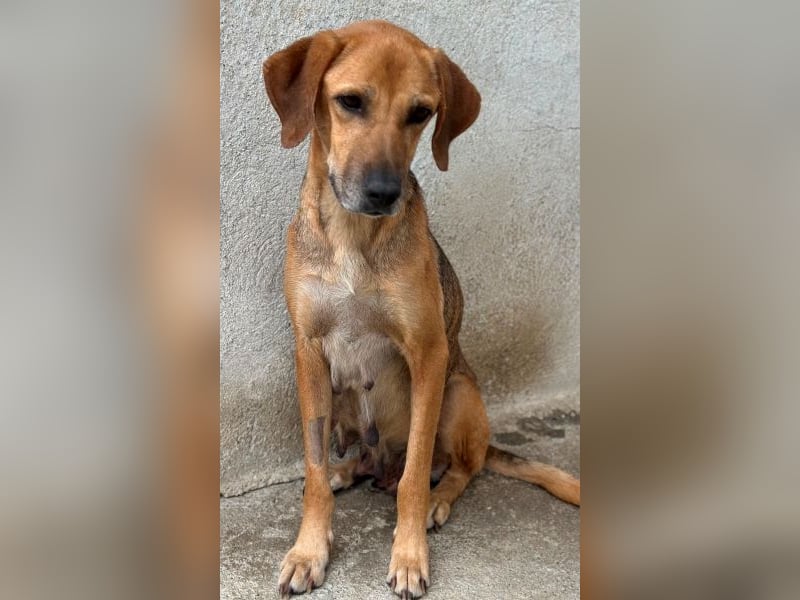Angelina, geb. ca. 07/2022, lebt in GRIECHENLAND, im städt. Tierheim Serres