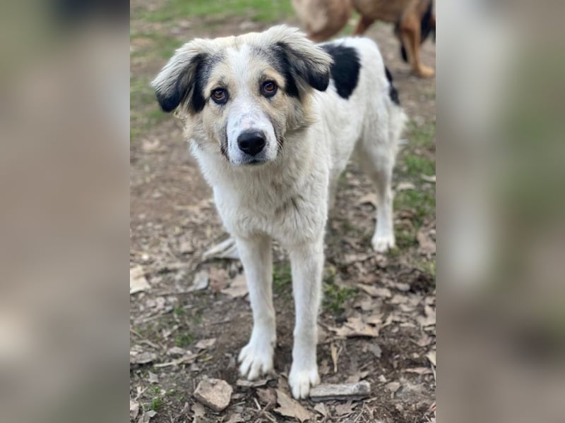 Peggy Jean, geb. ca. 12/2023, lebt in GRIECHENLAND, auf einer privaten Pflegestelle