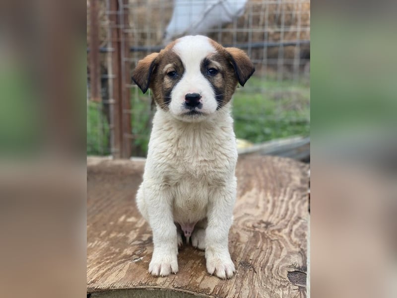 Calzone, geb. ca. 11/2025, lebt in GRIECHENLAND, auf einer privaten Pflegestelle