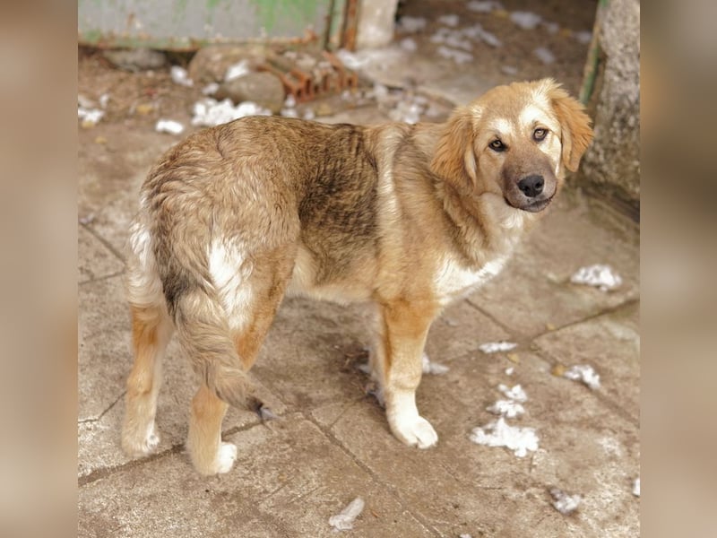 Luana, geb. ca. 10/2023, lebt in GRIECHENLAND, auf einem Gelände, Hunde werden notdürftig versorgt