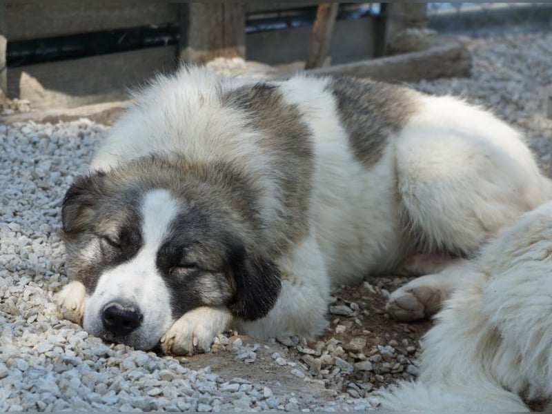 Lexya, geb. ca. 02/2025, lebt in GRIECHENLAND, im städtischen Tierheim